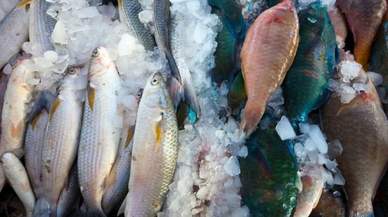 Salud elaboró una serie de recomendaciones para el consumo y venta de pescado